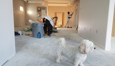 8 Home Renovation Tips to Remember When You Have Furry Companions