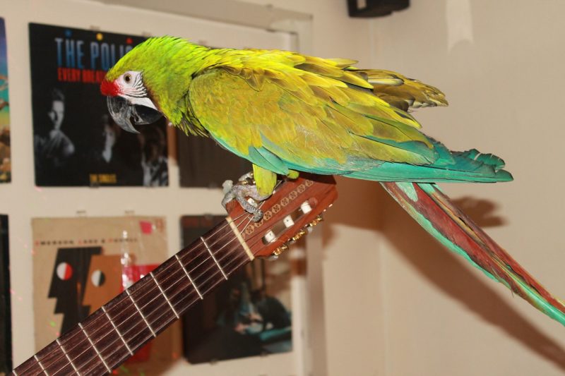 Six things you should know before getting a parrot