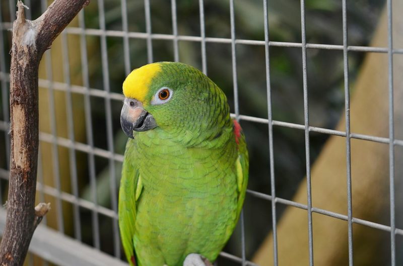 Six things you should know before getting a parrot