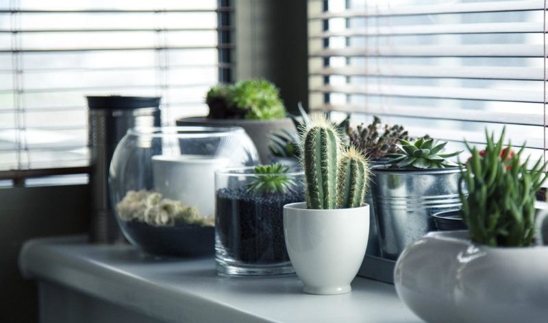 Plants for Indoor Space