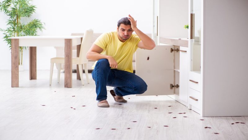Top 9 Causes Of Household Pest Infestation