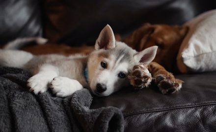 8 Ways on How to Make Your Home Safe for a New Puppy
