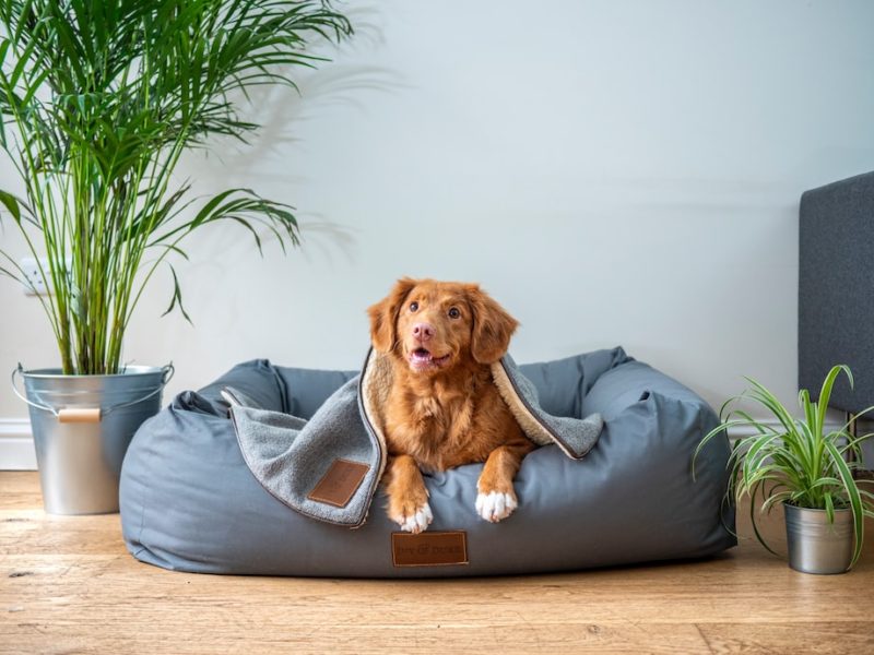 8 Ways on How to Make Your Home Safe for a New Puppy