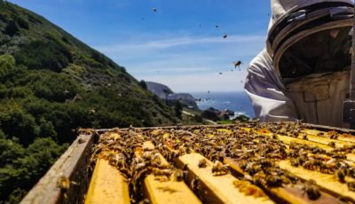 Beekeeping Made Easy