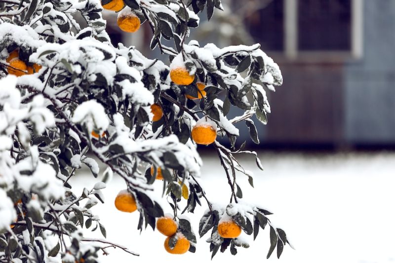 How to Prepare Your Fruit Trees for Fall and Winter