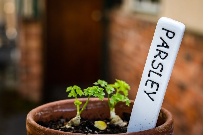 7 Easy Herbs for Beginner Gardeners