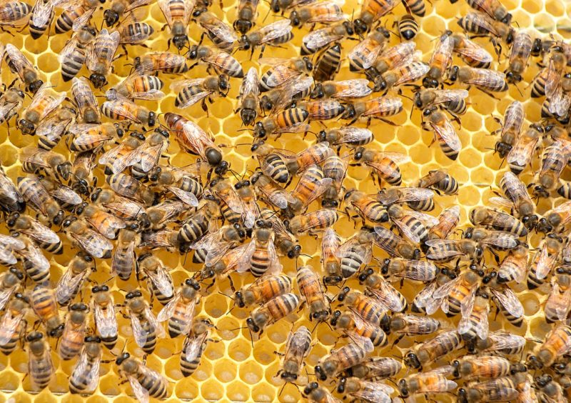 Beekeeping Made Easy