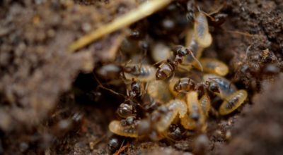 Got Termites? 5 Important Questions to Ask Your Pest Control Company