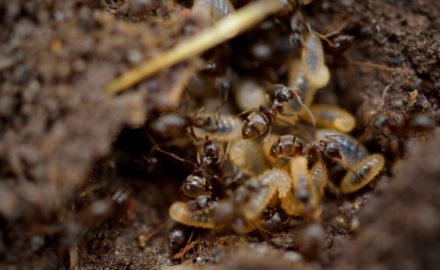 Got Termites? 5 Important Questions to Ask Your Pest Control Company