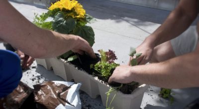 Tips On Creating A Balcony Vegetable Garden