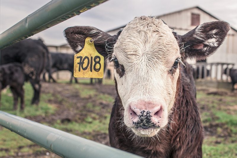 9 Things To Keep In Mind If You're Thinking Of Keeping Farm Animals