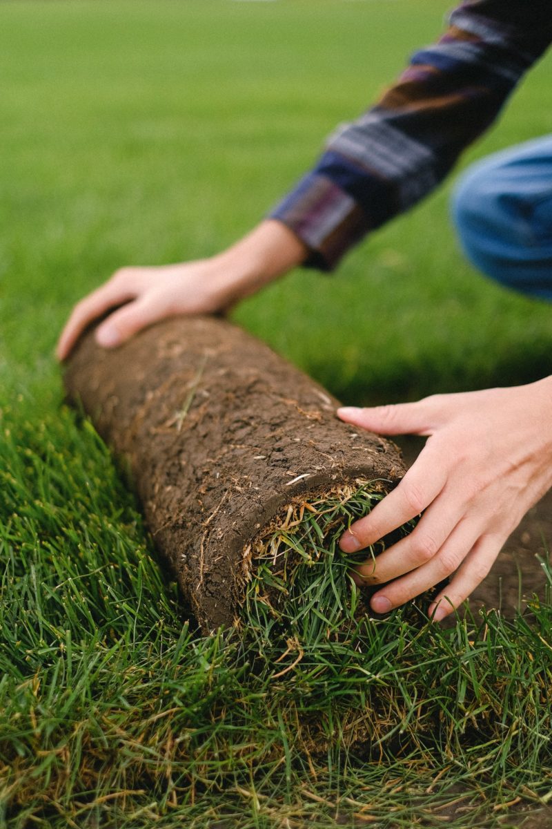 Tips To Choose The Right Fertilizer For Your Lawn
