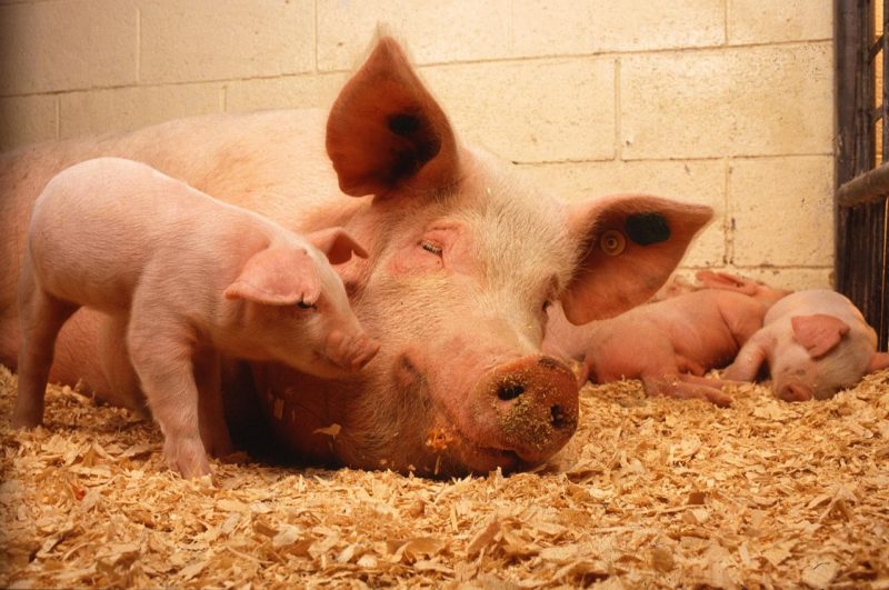 9 Things To Keep In Mind If You're Thinking Of Keeping Farm Animals