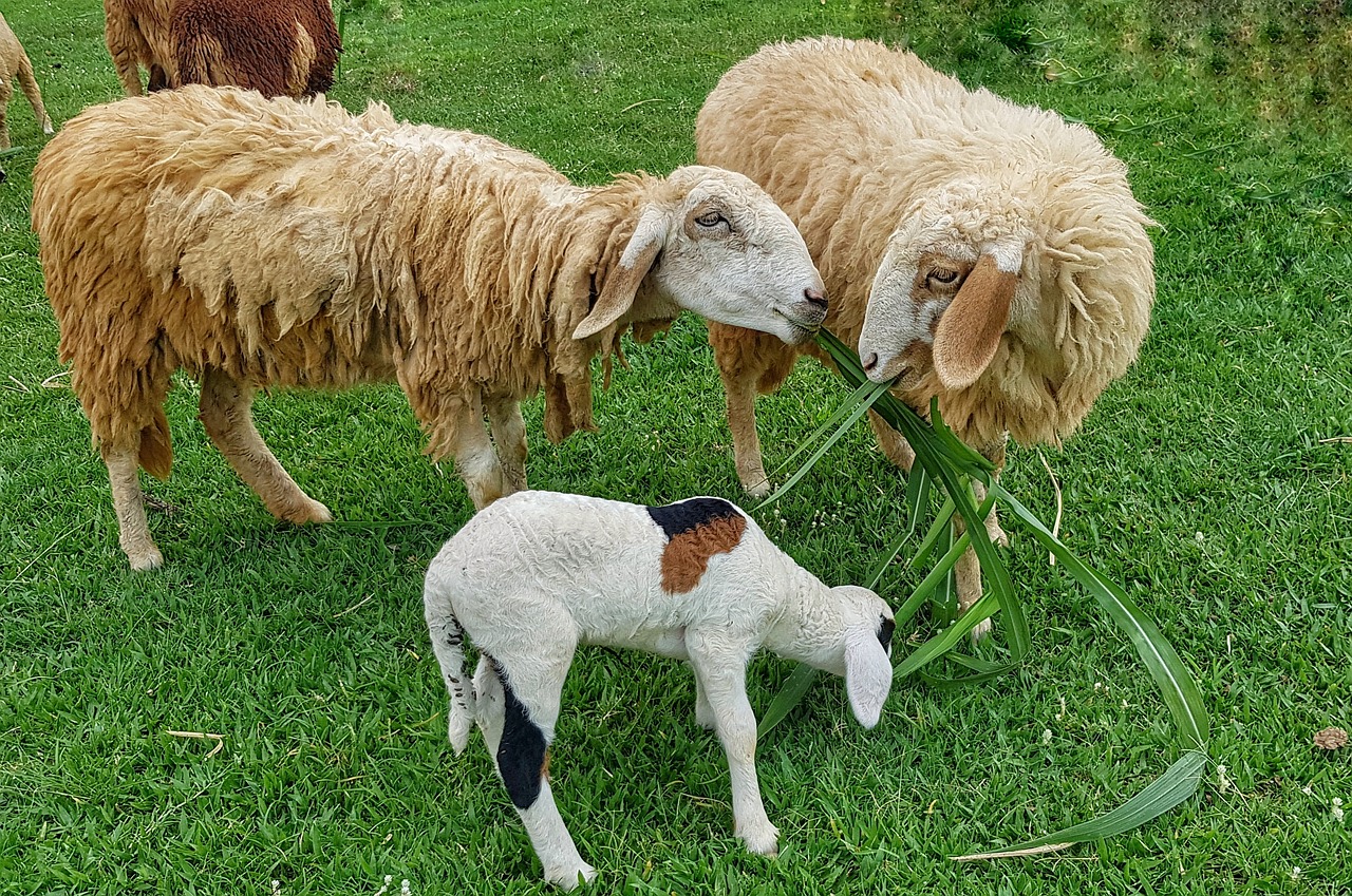 Getting Animals 9 Things To Keep In Mind If You're Thinking Of Keeping Farm Animals ...
