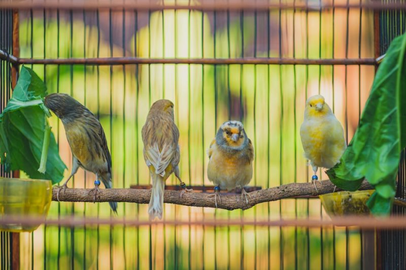 How To Keep Birds As Pet Indoor?