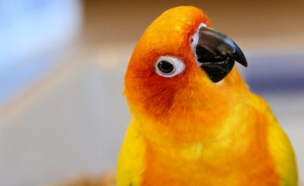 How To Keep Birds As Pet Indoor?