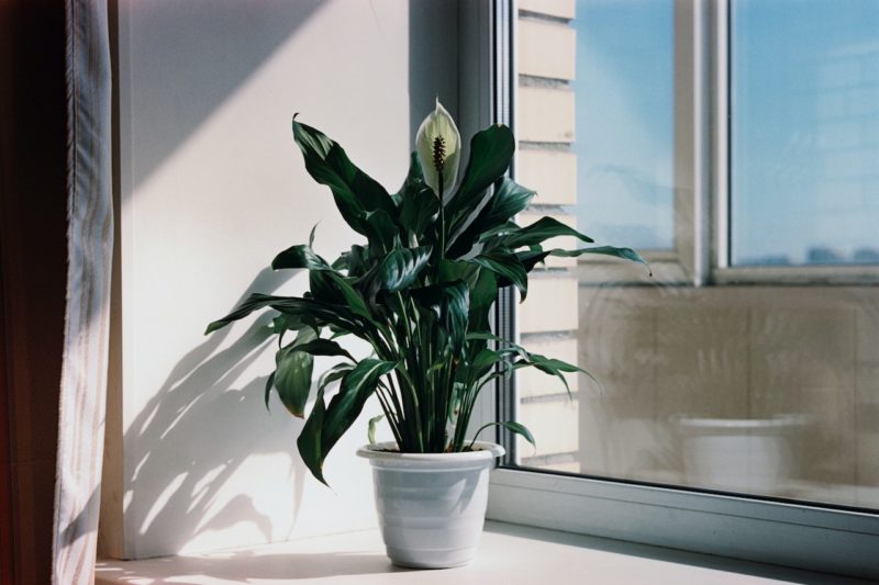 8 Productivity-Boosting Plants for Your Denver Office