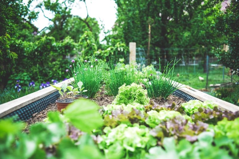 Practices to Perfect for Your Yard and Garden Next Year
