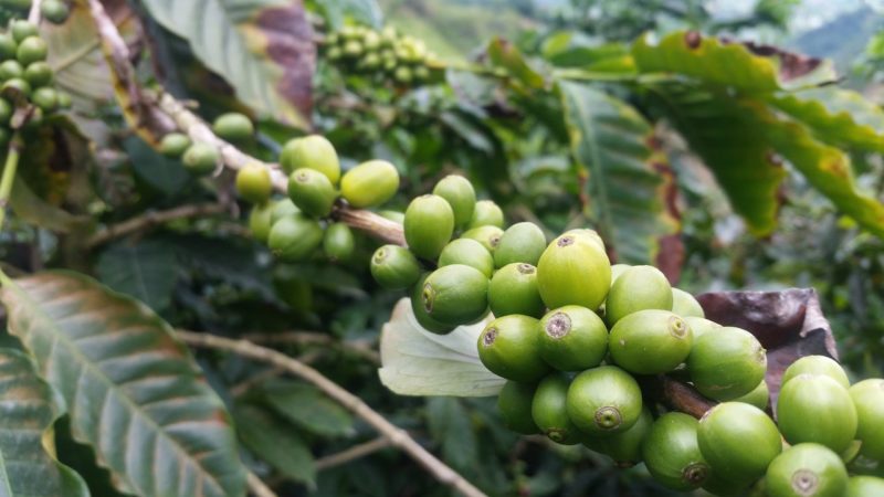 5 Interesting Facts About Colombian Coffee