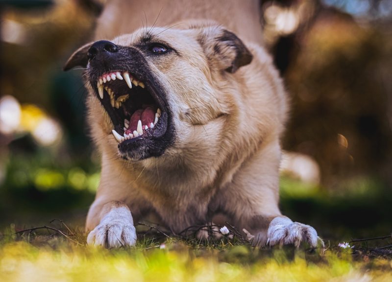 What Should You Do if Your Neighbor’s Dog Bites You?