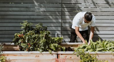 Seven Simple Steps To Create And Maintain A Healthy Garden