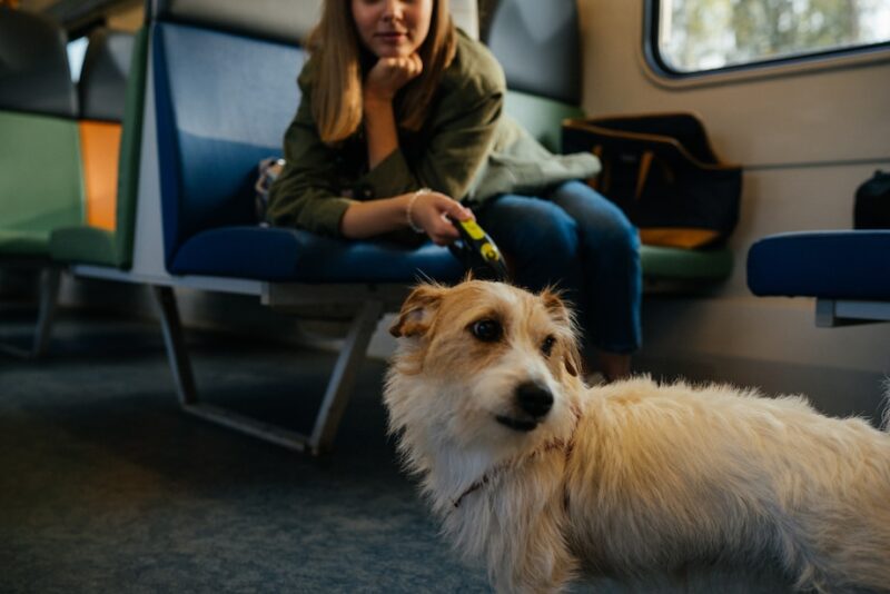 Traveling with Pets | How to Make It Work