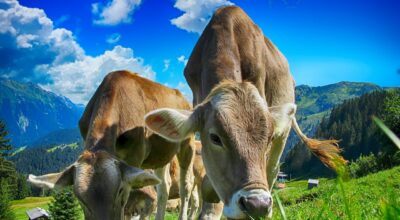 5 Feeding Tips for Grazing Cows
