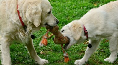 How Can Puppy Toys Help with the Mental Development of Your Furry Pal