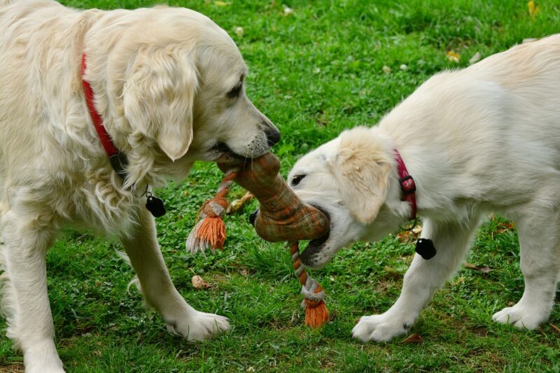 How Can Puppy Toys Help with the Mental Development of Your Furry Pal