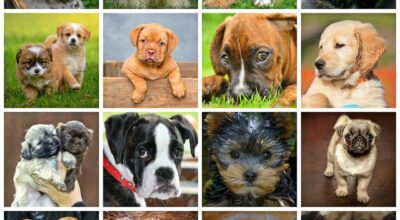 The World’s Most Loved and Trusted Dog Breeds