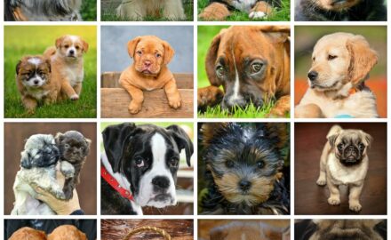 The World’s Most Loved and Trusted Dog Breeds
