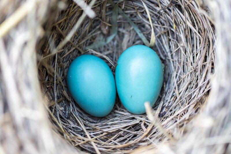 Humane Bird Nest Removal: Do's and Don'ts