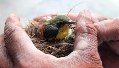 Humane Bird Nest Removal: Do’s and Don’ts