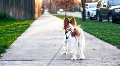 Keeping Your Furry Friend Happy: Tips for Giving Your Dog a Good Life in a Small Apartment