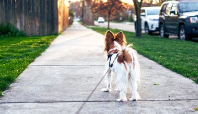 Keeping Your Furry Friend Happy: Tips for Giving Your Dog a Good Life in a Small Apartment