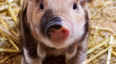 Raising a Show Pig: A Comprehensive Guide
