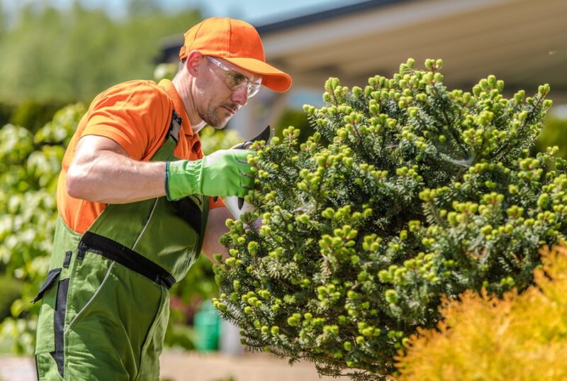 Landscape Logistics: What to Do When Your Lawn Needs Help