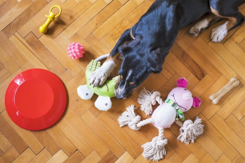 How to Introduce Your Dog to the Finest Puzzle Toys?