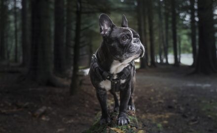 Why French Bulldogs are the Perfect Family Pet