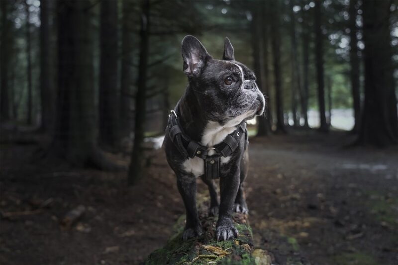 Why French Bulldogs are the Perfect Family Pet