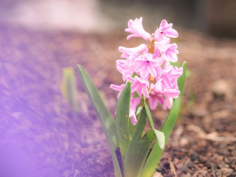 Your Ultimate Checklist for Spring Yard Maintenance
