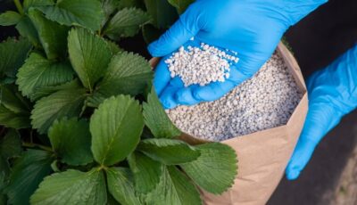 Top 7 Benefits of Using NPK Fertilizer for Your Plants