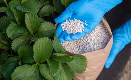 Top 7 Benefits of Using NPK Fertilizer for Your Plants